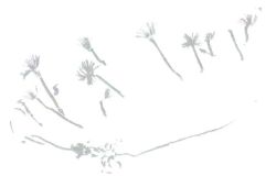 須藤萌子第3回銅版画展