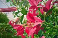 第4回 池ヶ谷馨 油彩展